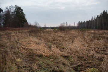 Field in the late autumn