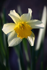 Solar spring evening. A narcissus flower with a large yellow crown and light yellowish petals. On petals and a crown play of light and shadow.