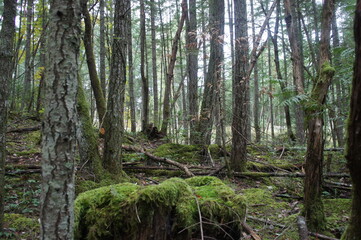 Obraz premium SONY DSC