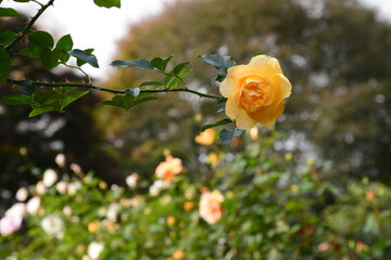 黄色系の色のバラ
