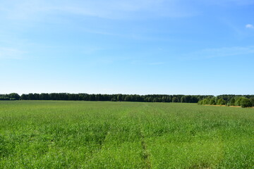 green field and blue sky