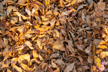 Brown fall leaves on the ground illuminated by sunlight