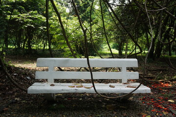 Old bench in the middle of the forest
