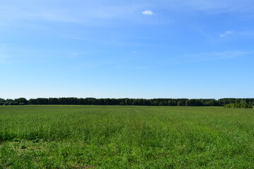 green field and blue sky