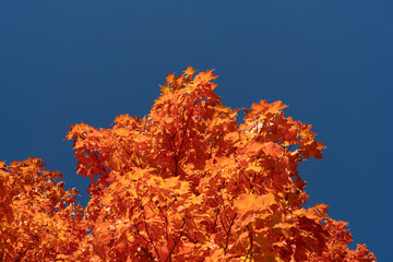 Orange autumn maple leaves against blue sky