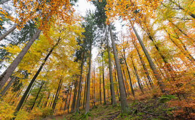 Colorful, mixed forest in autumn, wide angle, Germany