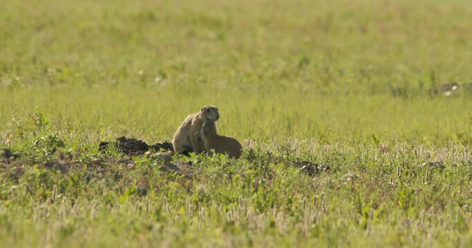 Footage of twp black-tailed prairie dogs, South Dakota, USA