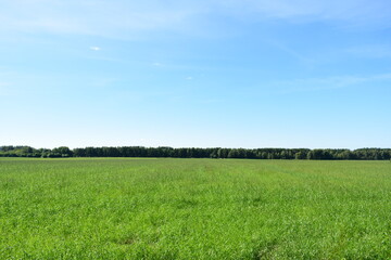 Obraz premium green field and blue sky