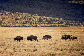 herd of buffalo