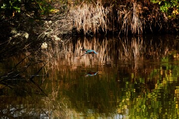 colorful kingfisher in flight is reflected in the water surface