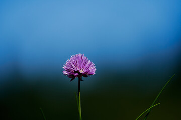 purple chive blossom against a light blue background