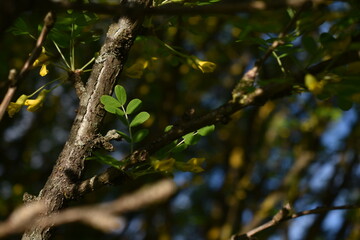 Bee collects pollen from tree in spring