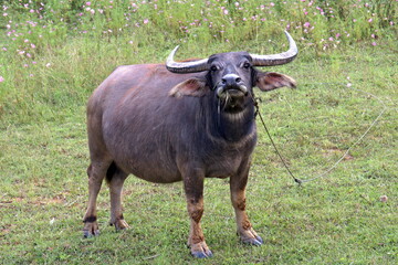 Bull on green meadow. Pyin Tha Village. Shan state. Myanmar. Asia.