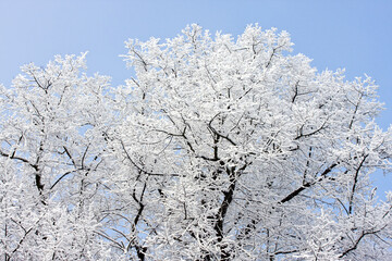 Hoard frost