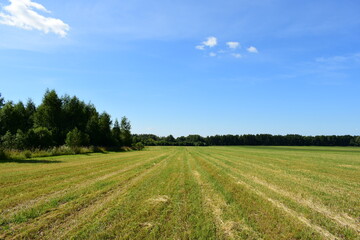 field and blue sky