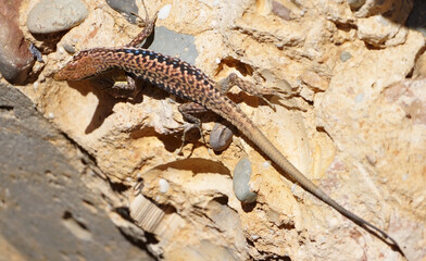 lizard basking in the sun