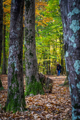 Naklejka premium Montseny deep forest colorful autumn in Catalonia, Spain.