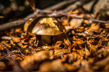 Montseny deep forest colorful autumn in Catalonia, Spain.