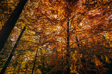 Obraz premium Montseny deep forest colorful autumn in Catalonia, Spain.