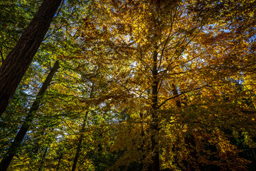 Montseny deep forest colorful autumn in Catalonia, Spain.