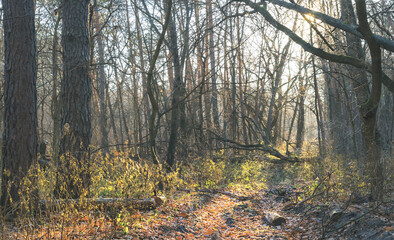 autumn forest in a light of evening sun