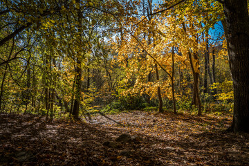 Fototapeta premium Montseny deep forest colorful autumn in Catalonia, Spain.