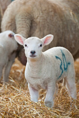 Obraz premium New born Lleyn lambs at lambing time