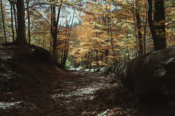 Montseny deep forest colorful autumn in Catalonia, Spain.