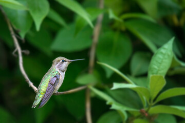 Hummingbird
