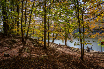 Montseny deep forest colorful autumn in Catalonia, Spain.