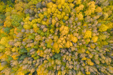 Aerial top down view of yellow golden autumn fall forest