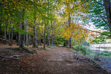 Montseny deep forest colorful autumn in Catalonia, Spain.