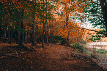 Montseny deep forest colorful autumn in Catalonia, Spain.