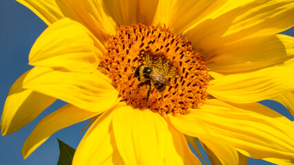 bumblebee in pollen on a sunflower flower