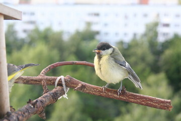 juvenile great tit on a branch