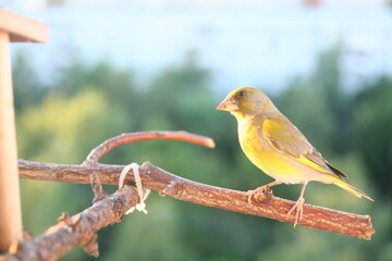 greenfinch on a branch