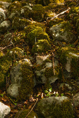 Green moss in the forest on stones and trees
