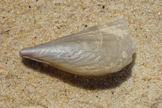 Fan Mussel (Atrina pectinata)