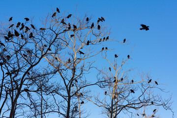 Crows