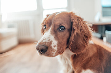 Beautiful cute spotted brown white dog. Welsh springer spaniel pure pedigree breed. Healthy dog resting comfy at home.