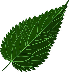 Nettle leaf with veins, Botanical drawing