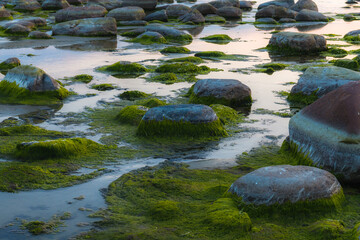 Fototapeta na wymiar Green algae covered boulders at sea coast beach. Background and surface texture. Sea algae or Green moss stuck on stone. Rocks covered with green seaweed in sea water.