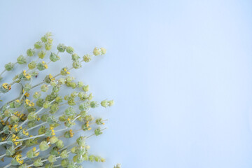 
Dry grass: Tatar tea,
 on a white background. For the perfect herbal drink. Flat style.
