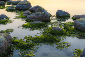 Green algae covered boulders at sea coast beach. Background and surface texture. Sea algae or Green moss stuck on stone. Rocks covered with green seaweed in sea water.
