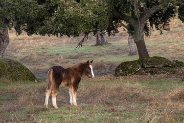 Horse in a field near Arroyo de la Luz.