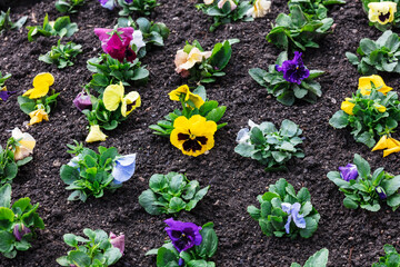 seedlings of flowers in flower bed