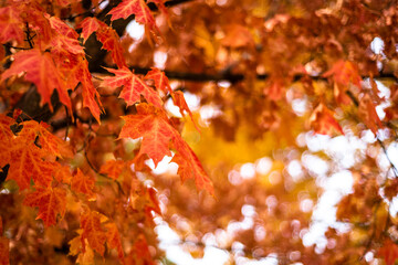 autumn leaves in the park
