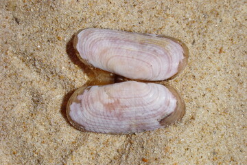 Rasp Short Razor (Solecurtus strigilatus)