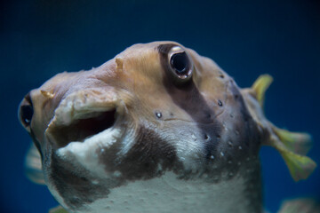 Puffer fish in an aquarium, exotic fish