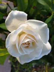 A beautiful white rose that opens with its petals